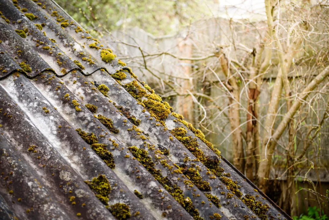 Moss on the old roof - a rustic view.